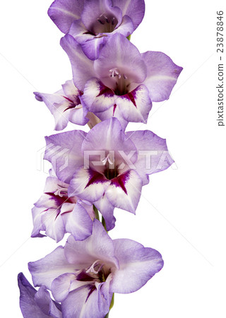 purple gladiolus isolated 23878846