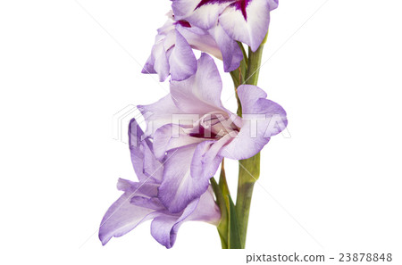 purple gladiolus isolated purple gladiolus isolated 23878848
