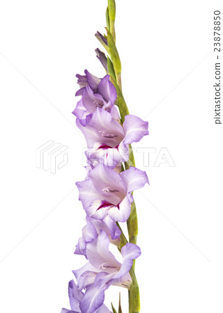 purple gladiolus isolated purple gladiolus isolated 23878850