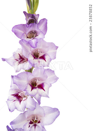 purple gladiolus isolated purple gladiolus isolated 23878852