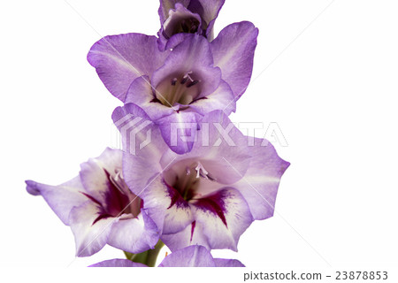 purple gladiolus isolated purple gladiolus isolated 23878853