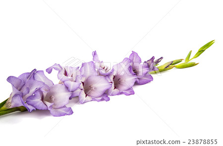 purple gladiolus isolated 23878855
