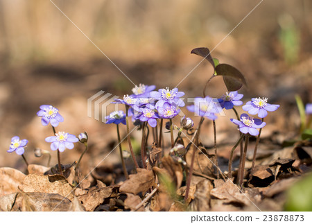 Hepatica flowers that bloom in early spring Hepatica flowers that bloom in early spring 23878873