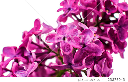 lilac close up 23878943