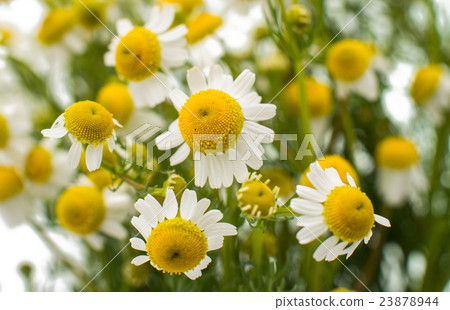 Medical daisy Medical daisy 23878944