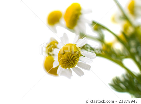 Medical daisy Medical daisy 23878945