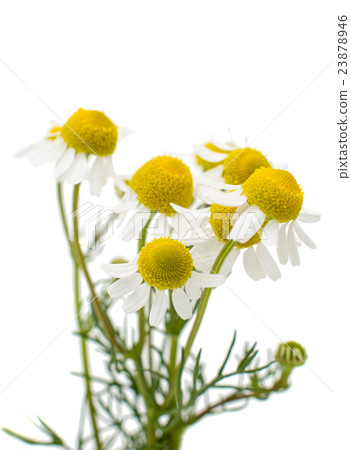 Medical daisy 23878946