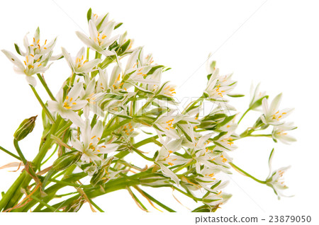 white flowers isolated white flowers isolated 23879050