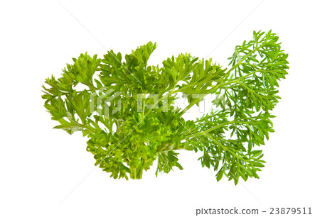 Parsley herb isolated 23879511