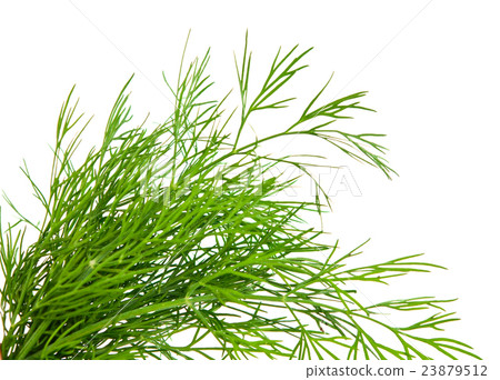Dill isolated Dill isolated 23879512