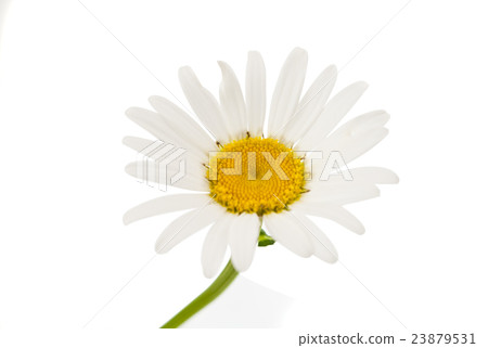 daisy 23879531