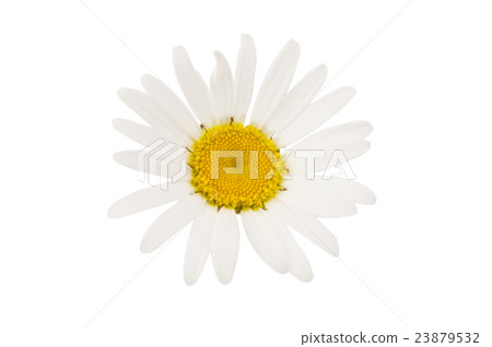 daisy 23879532