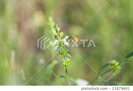 Bee on the flower 23879601
