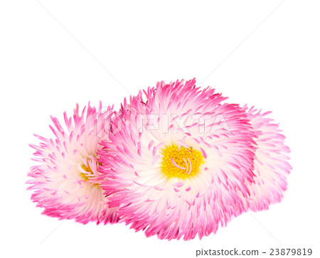 marguerite isolated 23879819
