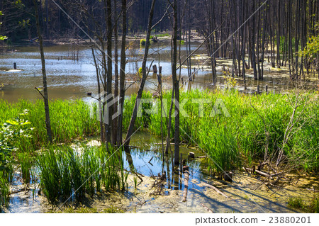 Belorussian swamp at summer Belorussian swamp at summer 23880201