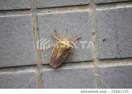 Shrimp bug 23881535
