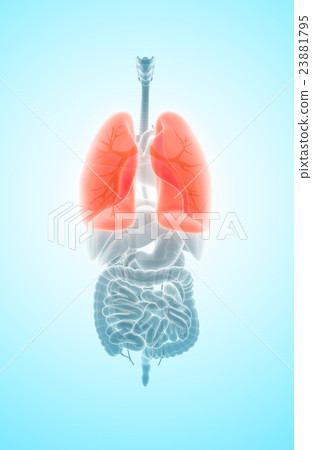 3D illustration of Lungs, medical concept. 3D illustration of Lungs, medical concept. 23881795