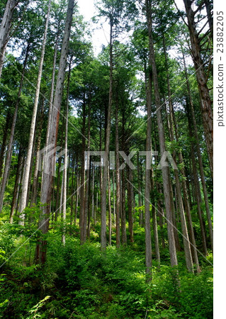 Hinoki's forest 23882205