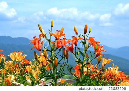 Yuri of the plateau 23882206