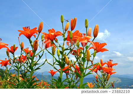 高原的尤里 23882210