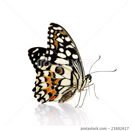 butterfly isolated on white background butterfly isolated on white background 23882617