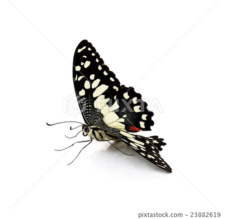 butterfly isolated on white background butterfly isolated on white background 23882619