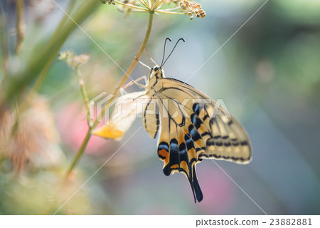 從寄生生物樹蛹出生的Swallowtail蝴蝶 從寄生生物樹蛹出生的Swallowtail蝴蝶 23882881