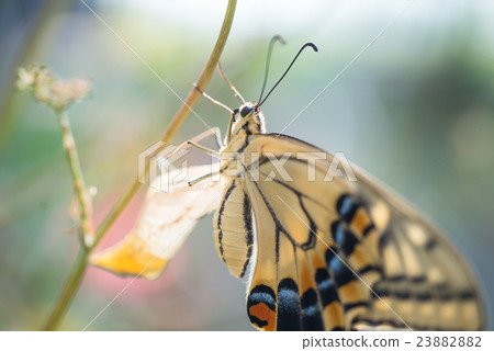 從寄生生物樹蛹出生的Swallowtail蝴蝶 23882882