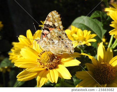 It is characterized by black crests on vermillion area. Beautiful figure that sucks with various flowers. 23883082