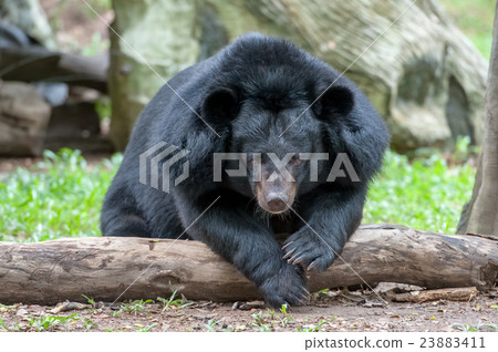 asiatic black bear 23883411