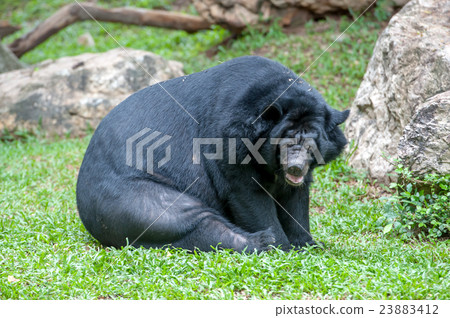 asiatic black bear 23883412