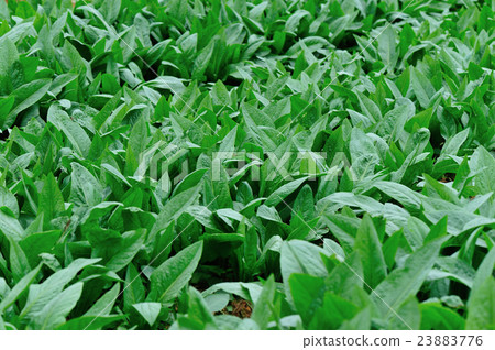 Green indian lettuce in growth at vegetable garden Green indian lettuce in growth at vegetable garden 23883776