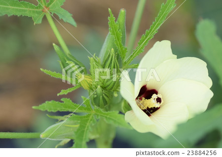 秋葵(芽,花,果)(生態農場) 秋葵(芽,花,果)(生態農場) 23884256