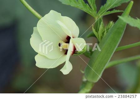 秋葵(芽,花,果)(生態農場) 秋葵(芽,花,果)(生態農場) 23884257
