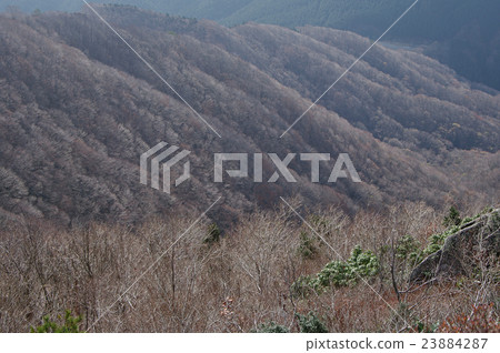 Late autumn Ryuoyama miscellaneous forest naked tree 23884287