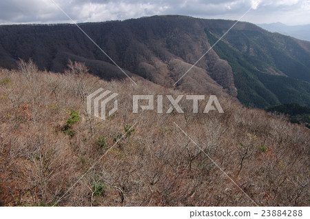 Late autumn Ryuoyama miscellaneous forest naked tree 23884288