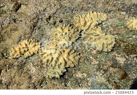Brown coral on black sand volcanic beach Brown coral on black sand volcanic beach 23884423