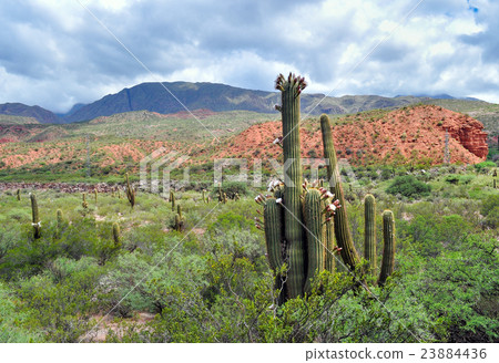 Argentine Giant Cactus, Echinopsis candicans Argentine Giant Cactus, Echinopsis candicans 23884436