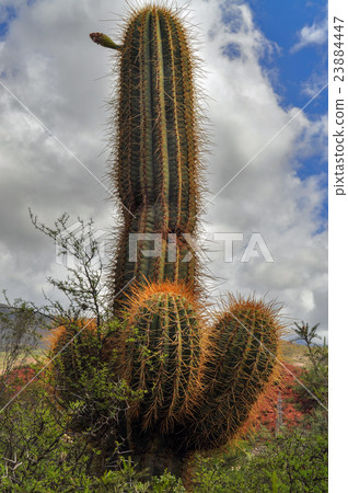 Argentine Giant Cactus, Echinopsis candicans Argentine Giant Cactus, Echinopsis candicans 23884447