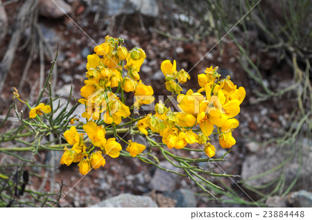 Yellow wildflowers in desert Yellow wildflowers in desert 23884448