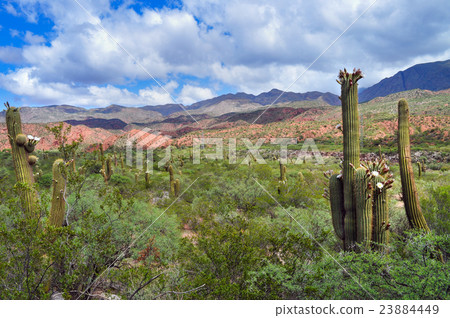 Argentine Giant Cactus, Echinopsis candicans Argentine Giant Cactus, Echinopsis candicans 23884449