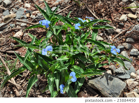 Commelina flower Commelina flower 23884450