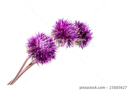 thistles flower isolated thistles flower isolated 23885627