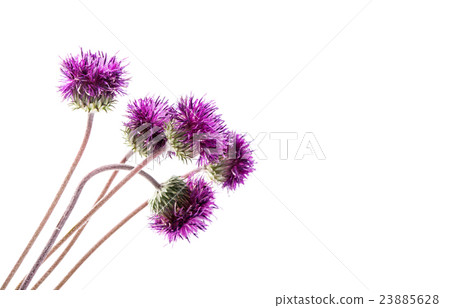 thistles flower isolated 23885628