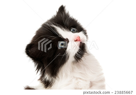 black and white kitten 23885667