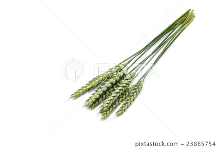 Green wheat ears isolated Green wheat ears isolated 23885754