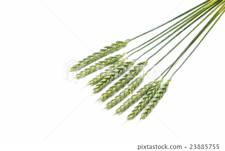 Green wheat ears isolated Green wheat ears isolated 23885755