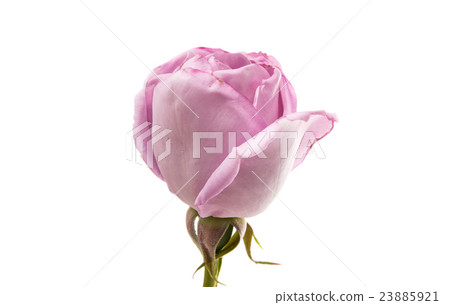 beautiful purple rose beautiful purple rose 23885921