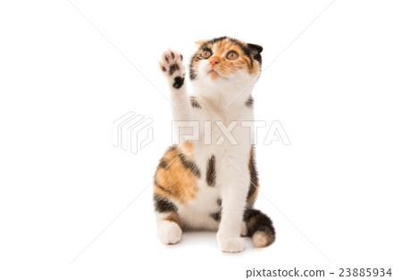 Scottish cat Scottish cat 23885934