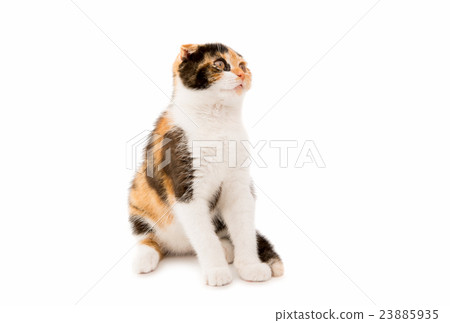 Scottish cat 23885935